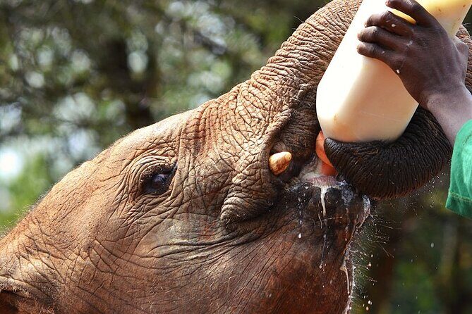 Nairobi Stopover & Layover Tour  Private, Fast & Flexible! - Key Points