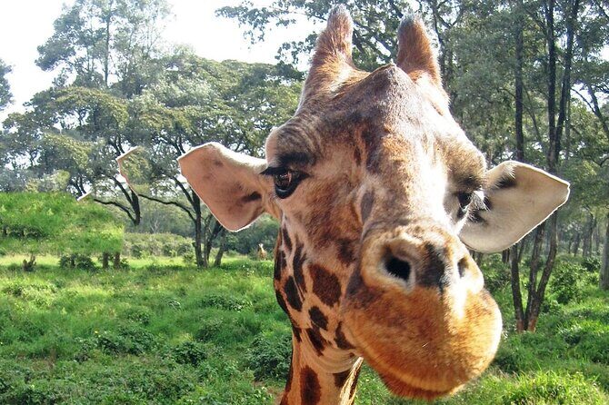 Nairobi Stopover & Layover Tour  Private, Fast & Flexible! - FAQ