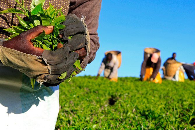 Nairobi to Kiambethu Tea Farm Tour - A Closer Look at the Nairobi to Kiambethu Tea Farm Tour