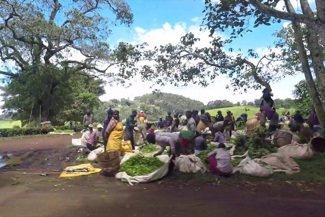 Nairobi to Kiambethu Tea Farm Tour - FAQs