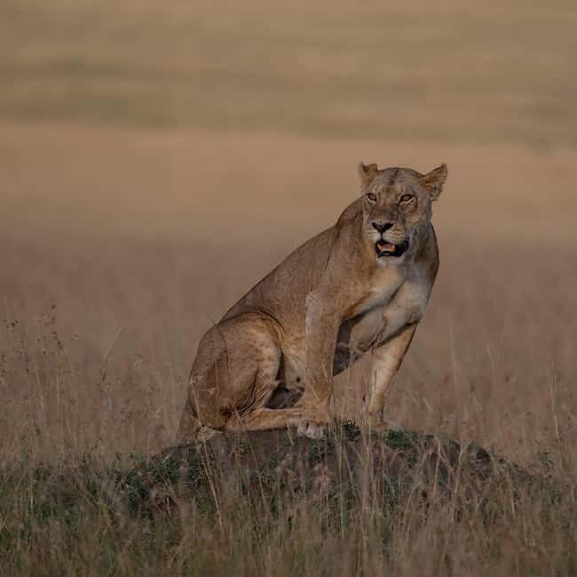 Nairobi to Maasai Mara Daytrip - AW - What’s Included and What’s Not