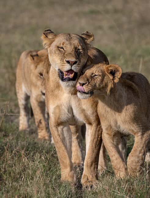 Nairobi to Maasai Mara Daytrip - AW - Who Will Love This Tour?