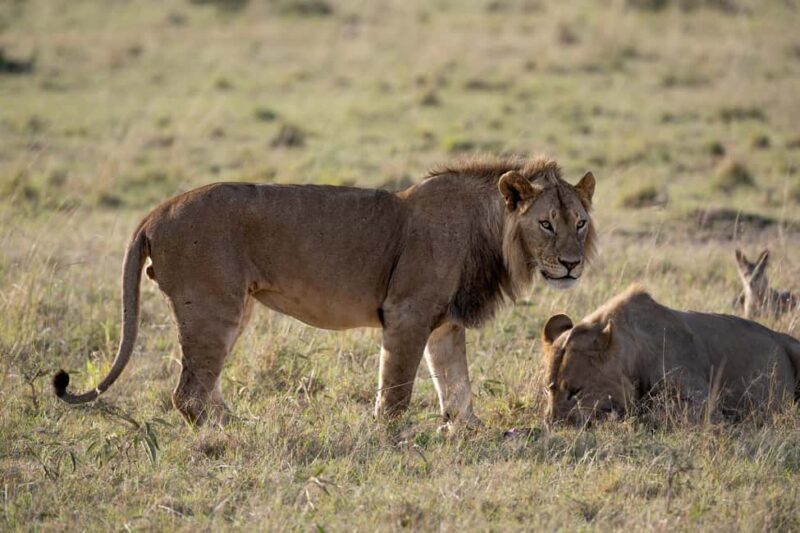 Nairobi to Maasai Mara Daytrip - AW - The Sum Up