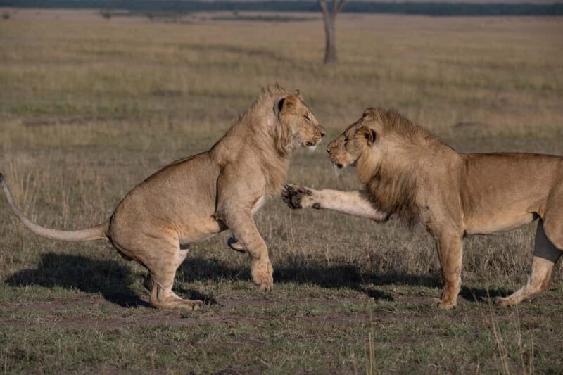 Nairobi to Maasai Mara Daytrip - AW - FAQ