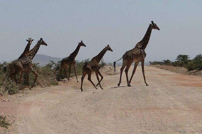 Nairobi tour and giraffe centre - Key Points  