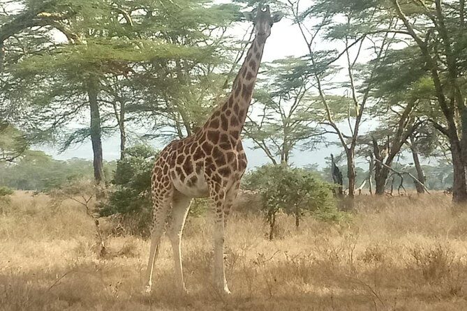 Nairobi tour and giraffe centre - A Closer Look at What the Tour Offers  