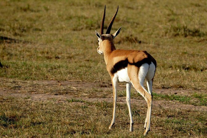 Nairobi tour and giraffe centre - Final Thoughts  