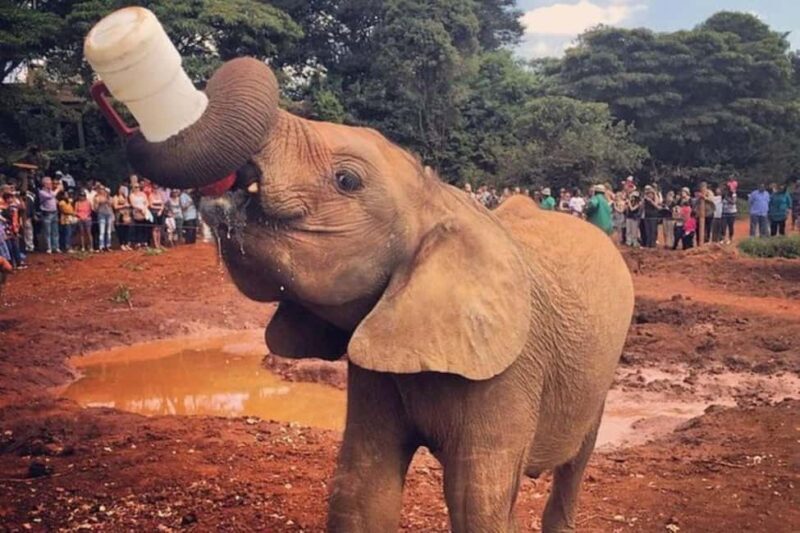 Nairobi Tours with Different Options - Key Points
