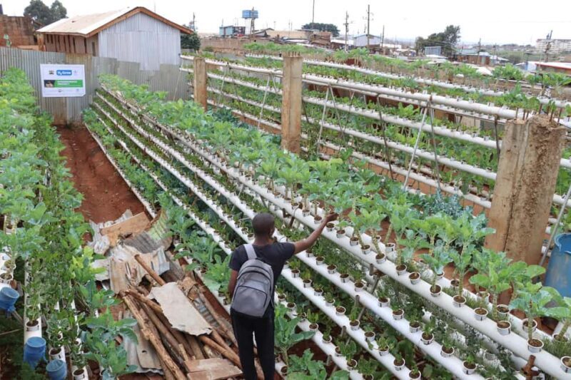 Nairobi: Urban Farm Tour & Organic Cooking Class - Key Points