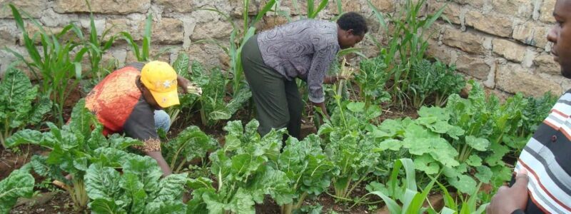 Nairobi: Urban Farm Tour & Organic Cooking Class - The Cooking Experience: From Garden to Table