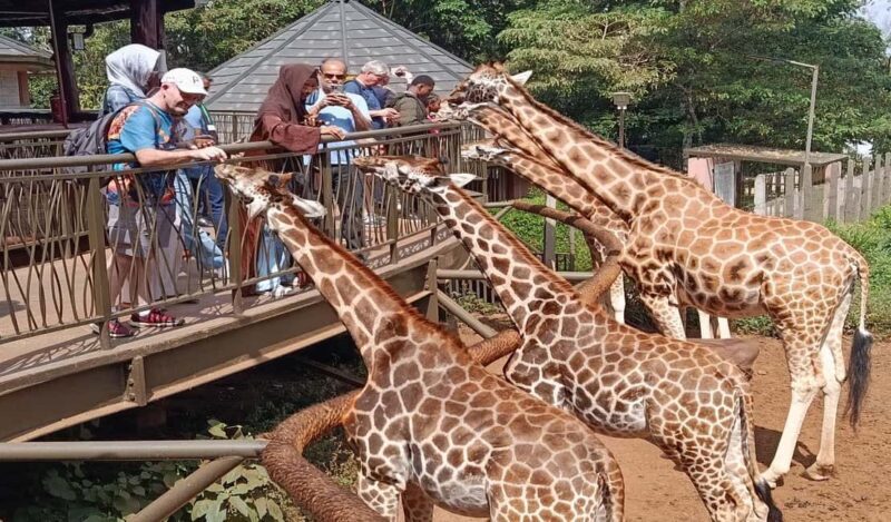 Nairobi Walking Tour, GiraffeCentre & Souvenir Shopping Tour - Practical Details & Tips