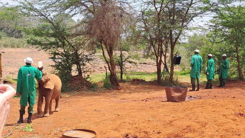 Nairobi:David Sheldrick Elephant Orphanage & Giraffe Center - Who Will Love This Tour?