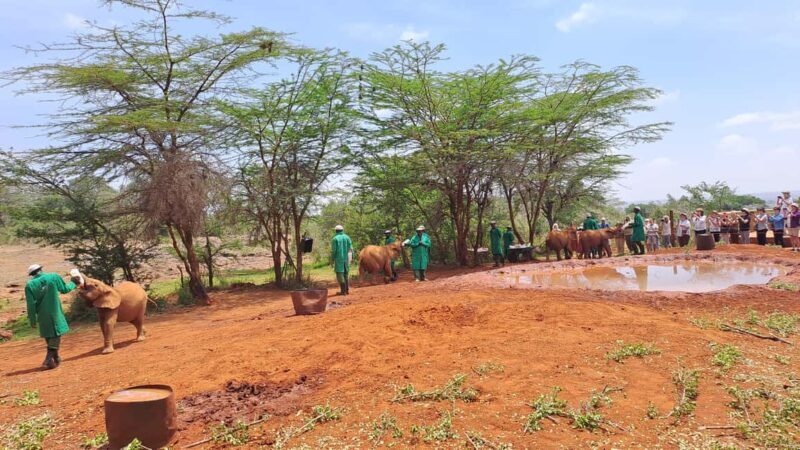 Nairobi:David Sheldrick Elephant Orphanage & Giraffe Center - FAQ