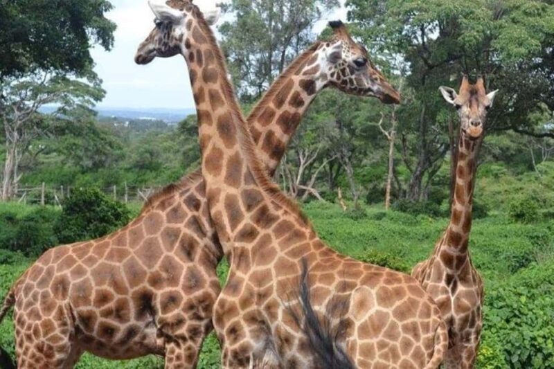 Nairobi:Day tour to Giraffe Center and Karen Blixen Museum - Discover Nairobi’s Charm with the Day Tour to Giraffe Center and Karen Blixen Museum