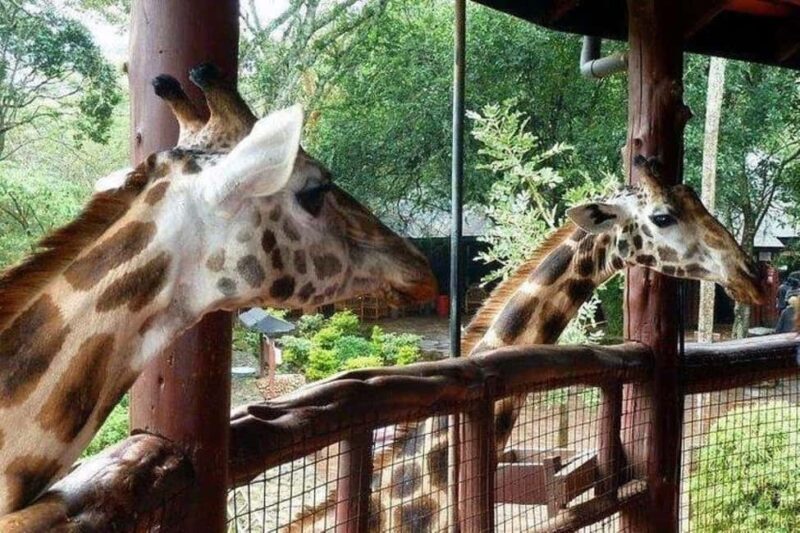 Nairobi:Day tour to Giraffe Center and Karen Blixen Museum - Key Points