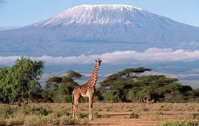 Nairobi:Day trip to Amboseli National park & Maasai village - Key Points