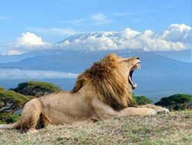 Nairobi:Day trip to Amboseli National park & Maasai village - The Experience: What Makes It Special