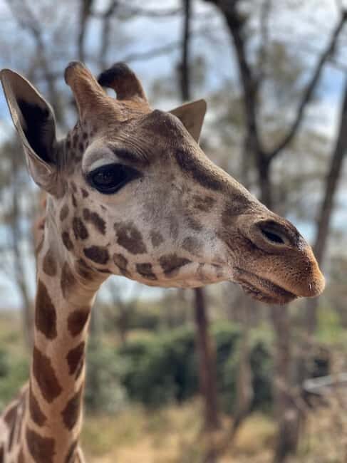 Nairobi:Giraffe Center, Baby Elephant and Beads factory Tour - The Sum Up