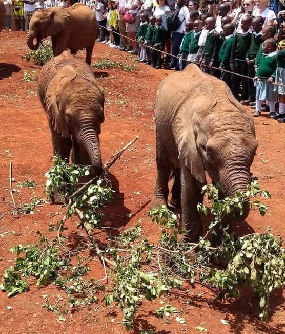 Nairobi:Giraffe Center, Baby Elephant and Beads factory Tour - FAQ