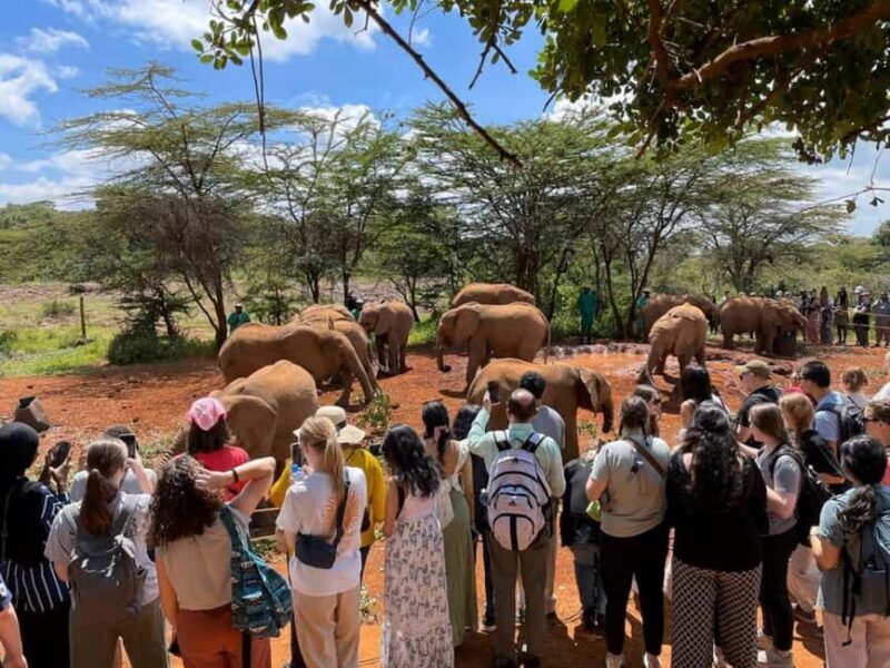 Nairobi;Nairobi National Park, Baby Elephant& Giraffe Center - The Sum Up: Who Should Consider This Tour?