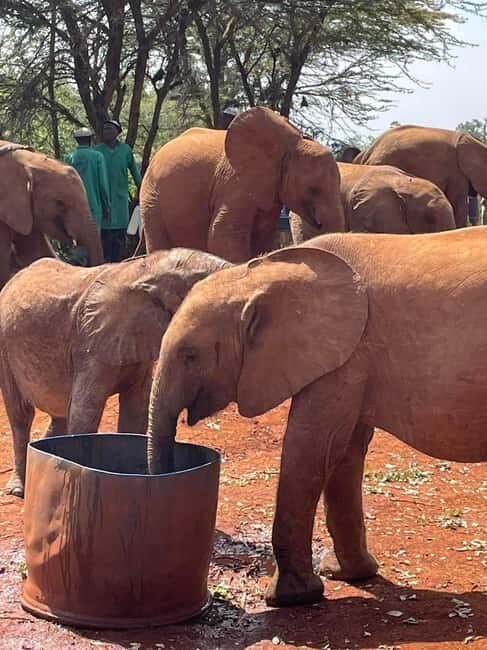Nairobi:National Park,Elephant Orphanage&Giraffe Center Tour - Exploring Nairobi’s Wildlife: What to Expect  