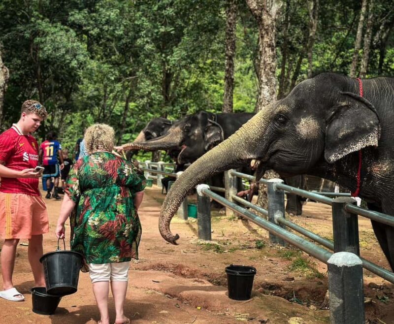 Naithon: Heart to Trunk - A Phuket Elephant Care Experience - Key Points