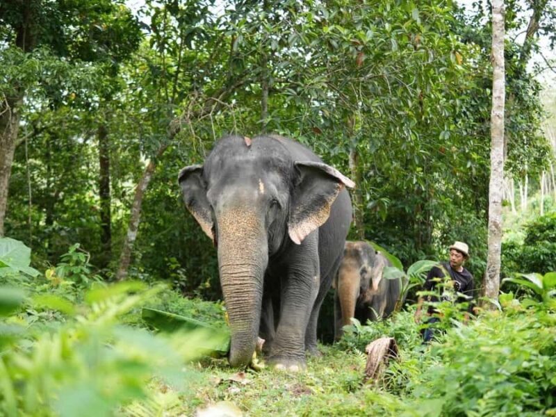 Naithon: Heart to Trunk - A Phuket Elephant Care Experience - Final Words