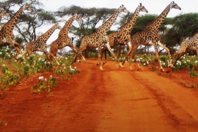 Naivasha Full Day Safari - Key Points