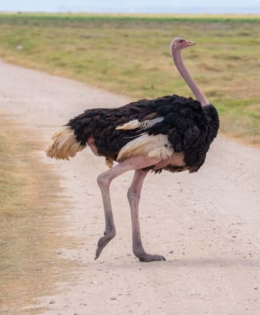 Naivasha: Lake Naivasha & Hells Gate National Park - The Itinerary Breakdown: What to Expect from Start to Finish  