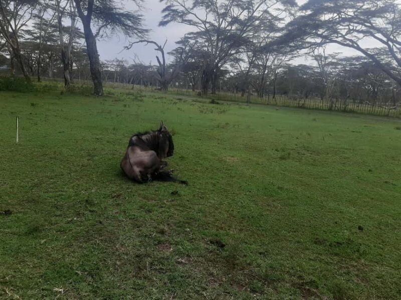 Naivasha: Lake Naivasha & Hells Gate National Park - The Sum Up  