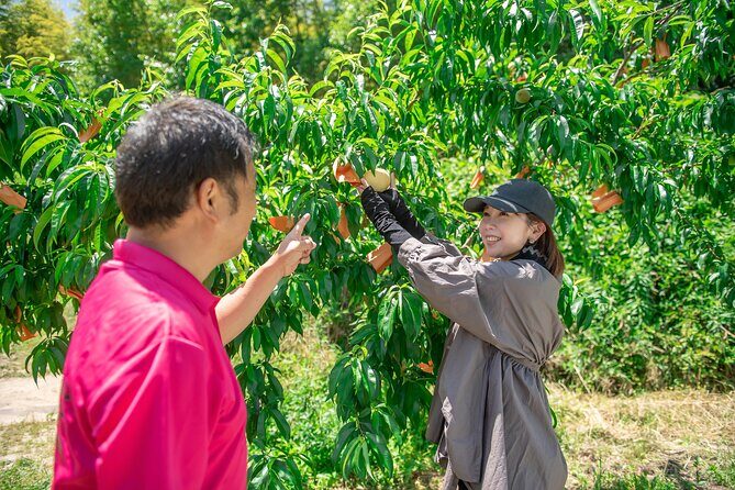Nakatsu Orchard Fruit Tasting Tour - Introduction: Why This Tour Is Worth Considering