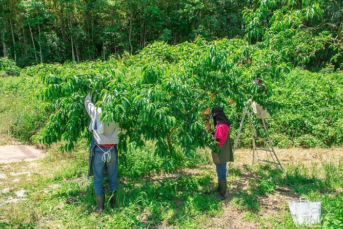 Nakatsu Orchard Fruit Tasting Tour - Final Thoughts: Who Should Sign Up?