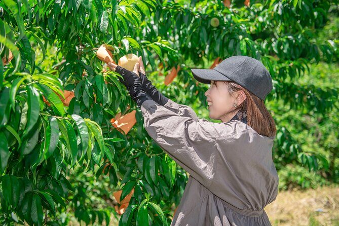 Nakatsu Orchard Fruit Tasting Tour - FAQ