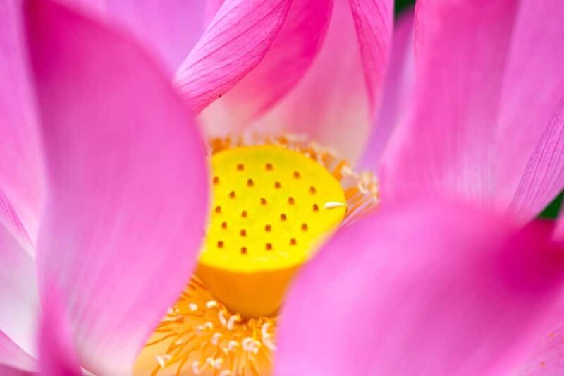 Nakhon Pathom: Lotus Pond Boat Ride and Temple Tour - The Itinerary: What to Expect