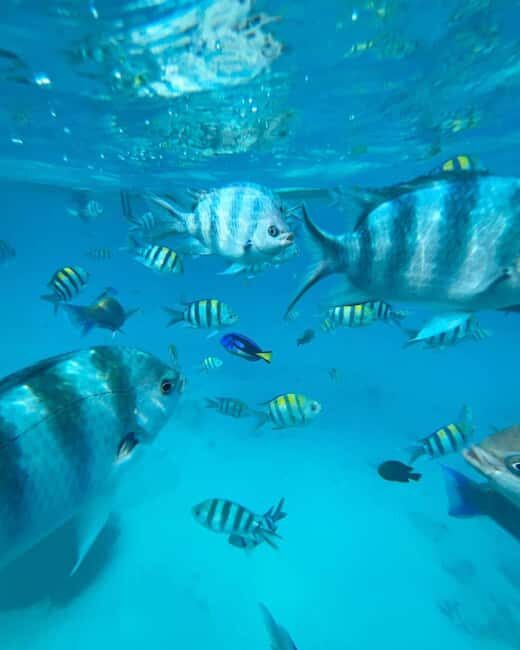 NAKUPENDA SANDBANK BEACH AND SNORKELING - Key Points