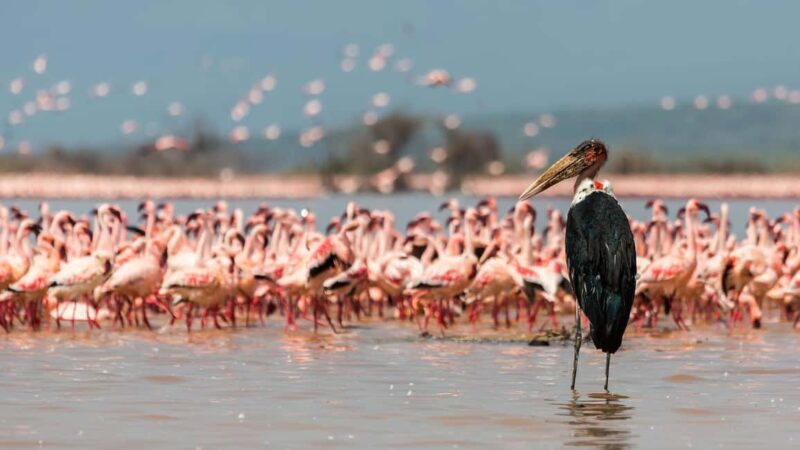 nakuru:private guided tour - Key Points