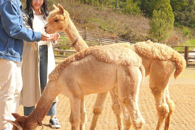 Nami, Alpaca, Petite France, Morning Calm Begonia One Day Tour - Petite France: A Whimsical European Village