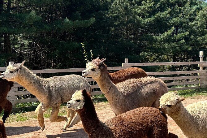 Nami, Alpaca, Petite France, Morning Calm Begonia One Day Tour - Begonia Garden: A Floral Finale