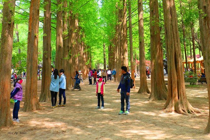 Nami island and Petite France {Private day tour} - Authentic Experiences and Insights from Reviews