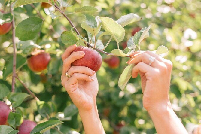 Nami Island, Apple Picking & Autumn Light Festival - Authentic Experiences and Insights