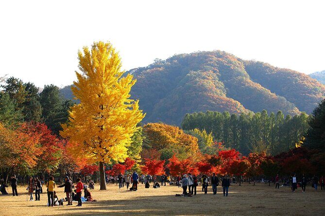 Nami Island, Apple Picking & Autumn Light Festival - The Sum Up