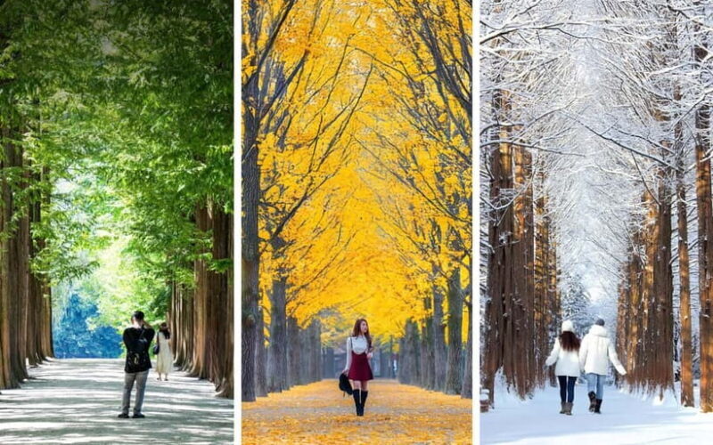 Nami Island, Apple Picking & Railbike Day Trip from Seoul - What Makes This Tour Stand Out?