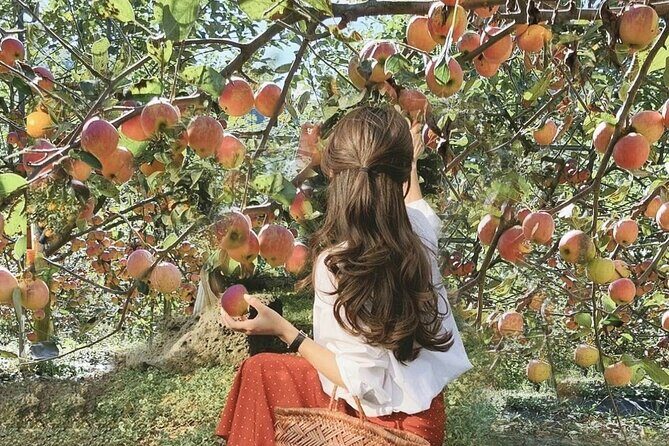 Nami Island, Apple Picking & The Alpaca Garden - What Does the Price Cover?