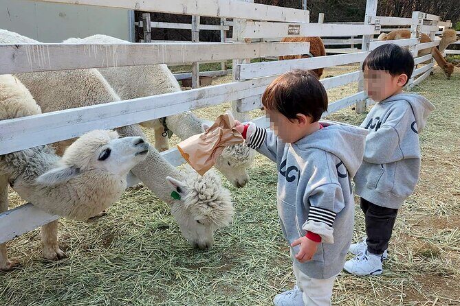 Nami Island, Apple Picking & The Alpaca Garden - Practical Tips for Enjoying the Tour