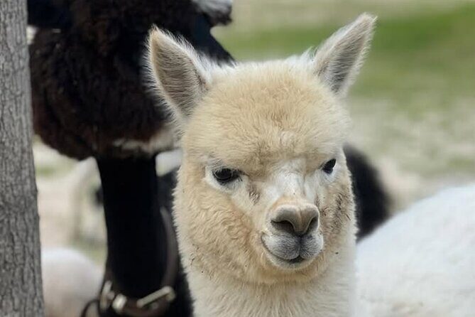 Nami Island, Apple Picking & The Alpaca Garden - The Sum Up