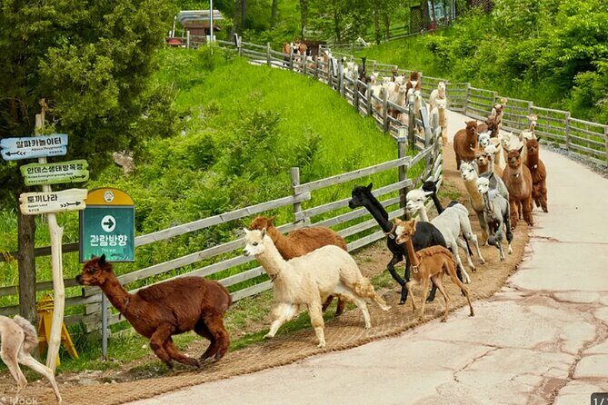 Nami Island from Seoul One Day Trip - Final Thoughts