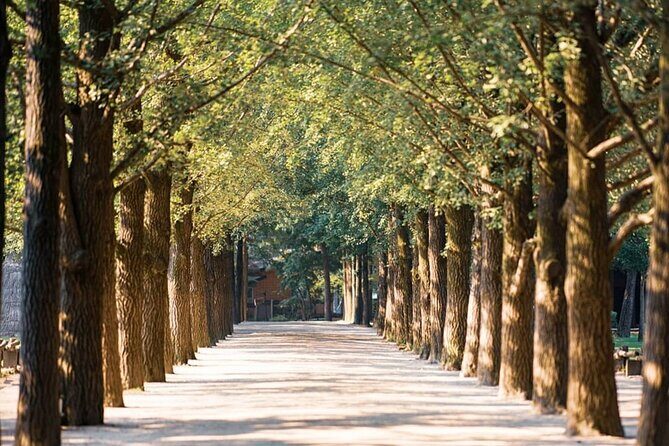 Nami Island, Morning Calm, Rail bike & Autumn Light Festival - What to Expect from the Tour