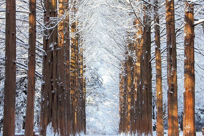 Nami Island One Day Trip with Gangchon Rail Bike from Seoul - An In-Depth Look at This Scenic Day Trip