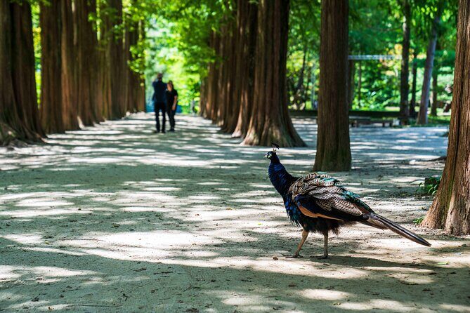 Nami Island Private Photo Tour with options - The Sum Up