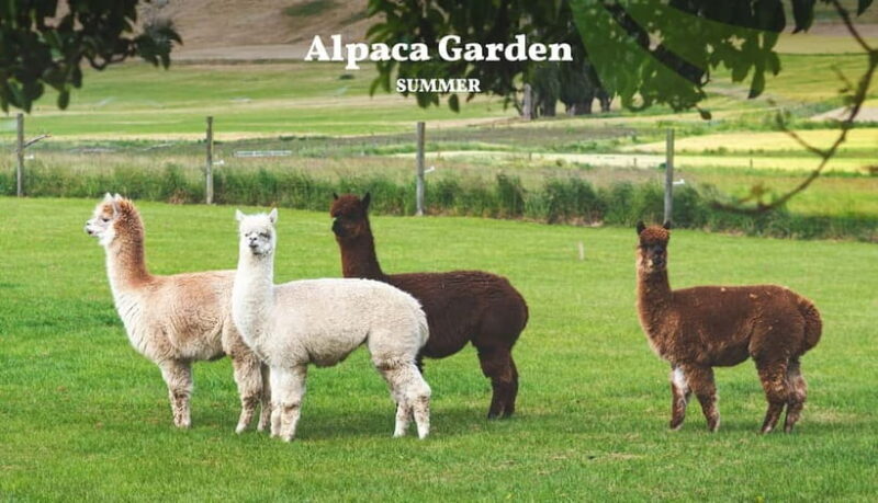 Nami Island, Railbike & Alpaca Garden Day Trip from Seoul - What We Learned from Other Travelers